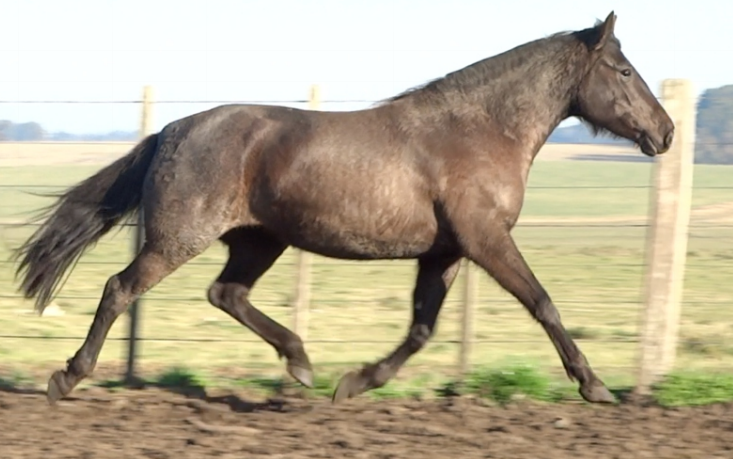 Lote ZAMBA LA INVERNADA
