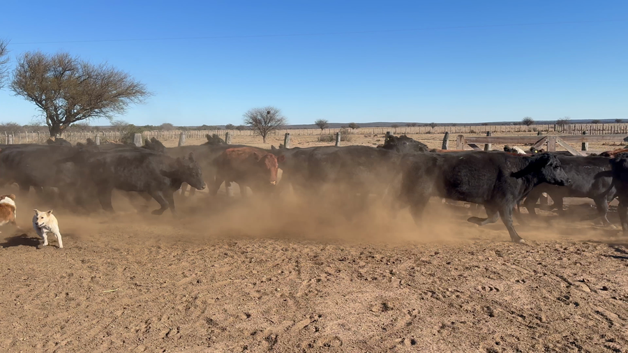 Lote 45 Vacas CUT en La Pampa, Victorica
