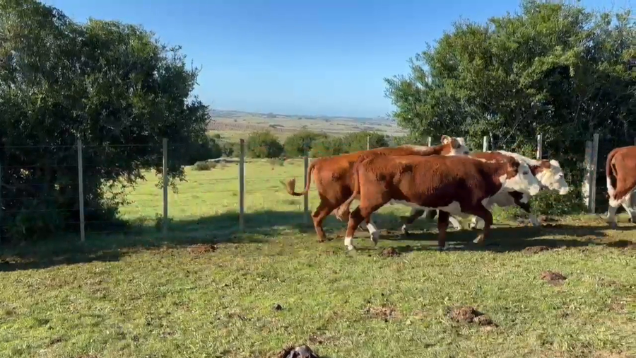 Lote Oscar Perez - Escritorio Dutra