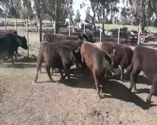 Lote 15 Terneros/as en Bonifacio, Buenos Aires