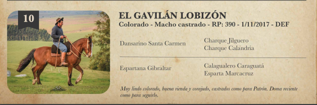 Lote EL Gavilán Lobizón  Colorado Macho castrado RP: 390