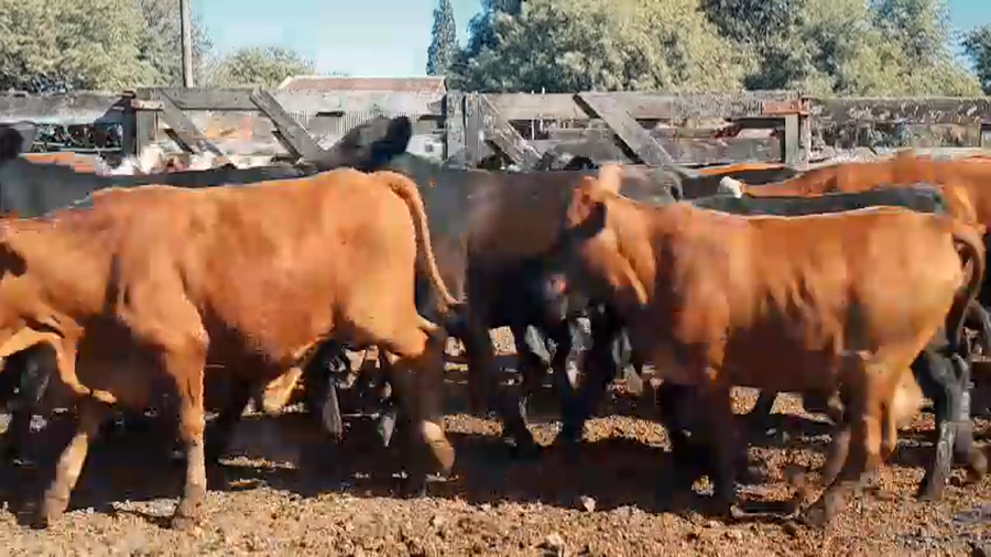 Lote 105 Novillitos y vaquillonas en Chaco, Machagai