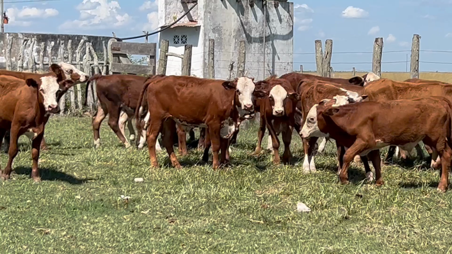 Lote 49 Terneros en Corrientes, Concepción