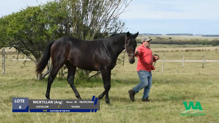 Lote NICKYLLAN (Arg)