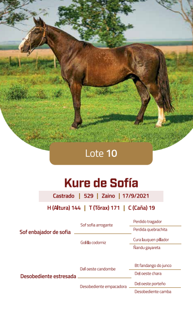 Lote LOTE 10