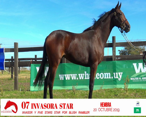 Lote INVASORA STAR