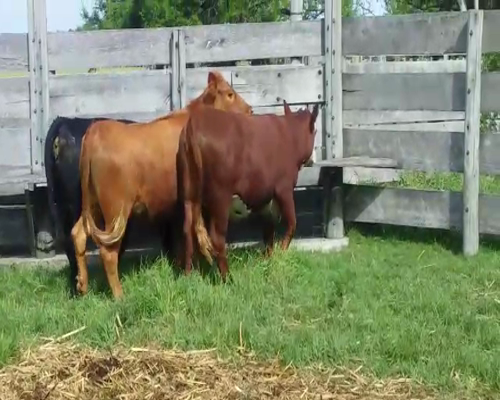 Lote 3 Vaquillonas/Vacas Gordas 400kg -  en PLAYA FOMENTO