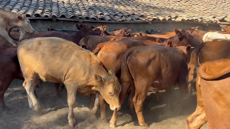 Lote 150 Vaquilla Engorda en Cauquenes, VII  Región Maule