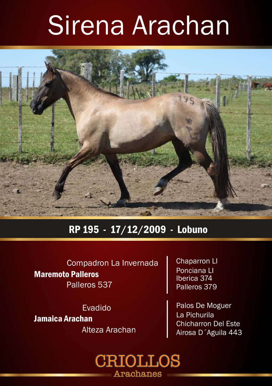 Lote Sirena Arachán - RP 195
