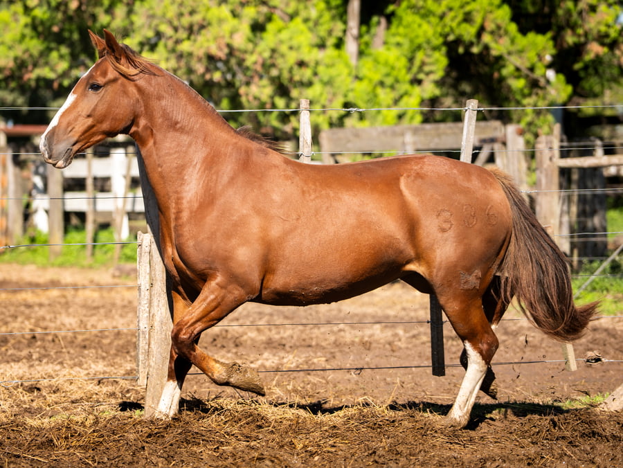 Lote CINCO-AR ESCOBA DULCE