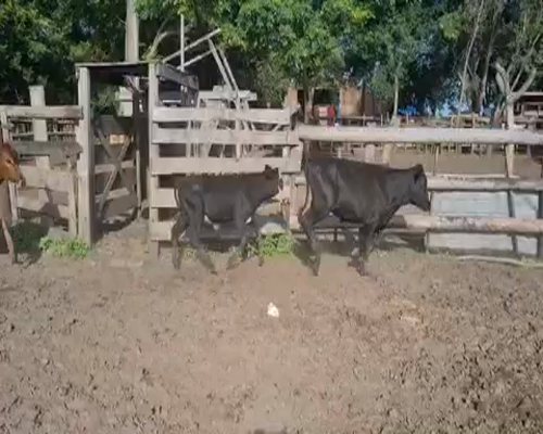 Lote 128 Terneros en Misión San Fco., Formosa