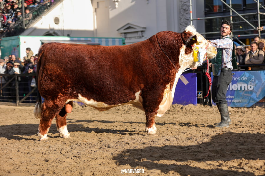 Lote Toro PP - Campeón Senior Palermo y Otoño 2022
