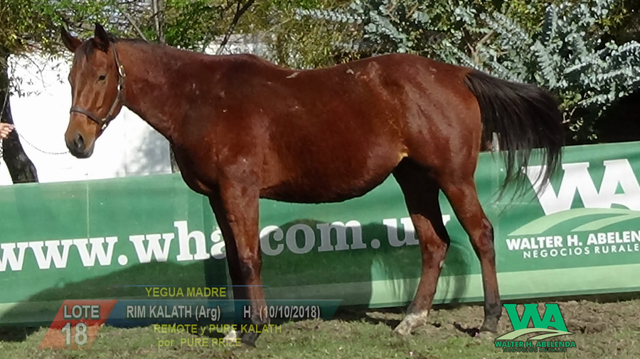 Lote RIM KALATH (Arg)