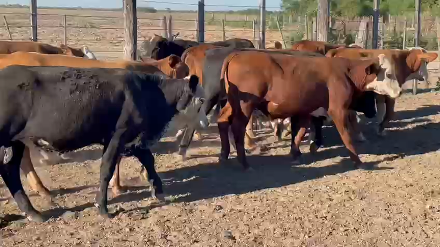 Lote 70 TERNEROS BRAFORD EN EL NOCHERO, SANTA FE