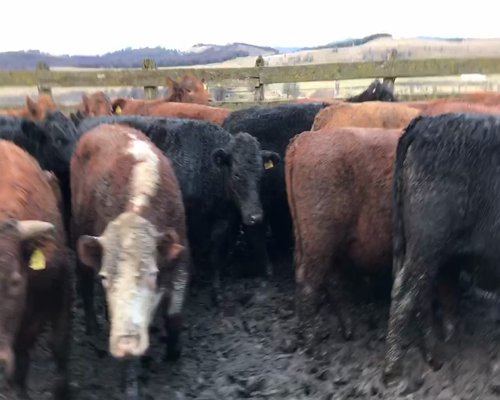 Lote 40 Novillo Engorda en Coyhaique, XI Región Aysén