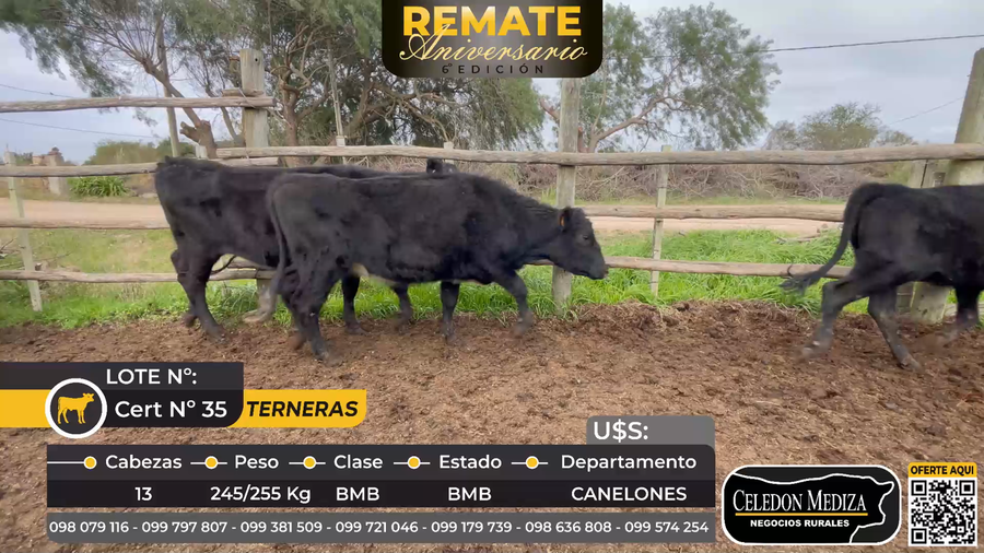 Lote 13 Terneras en Canelones