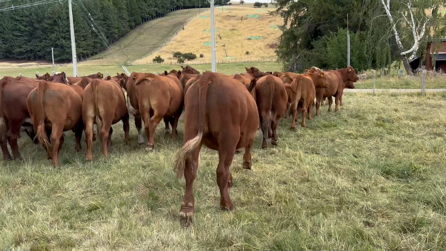 Lote 50 Novillo Engorda en Coyhaique, XI Región Aysén