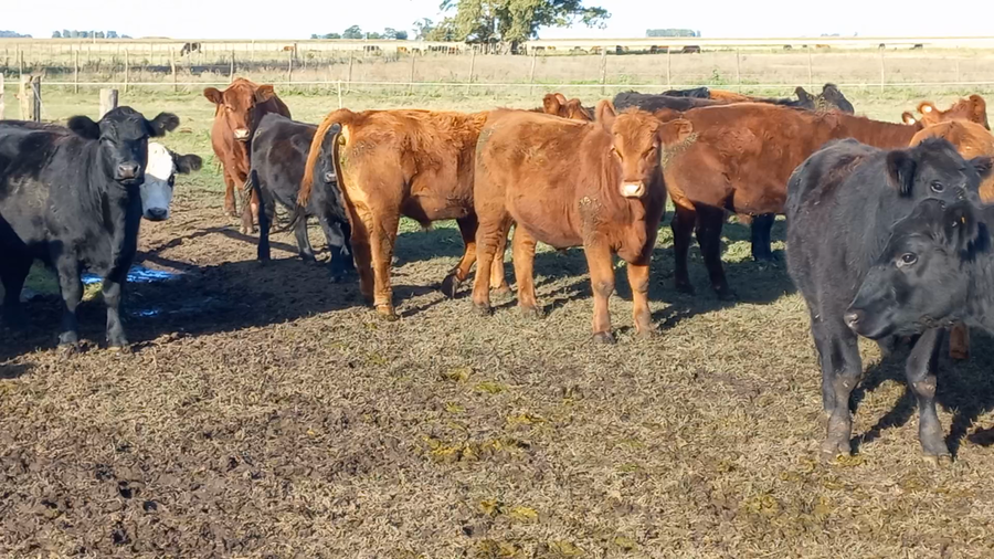 Lote 45 Novillitos en Daireaux, Buenos Aires