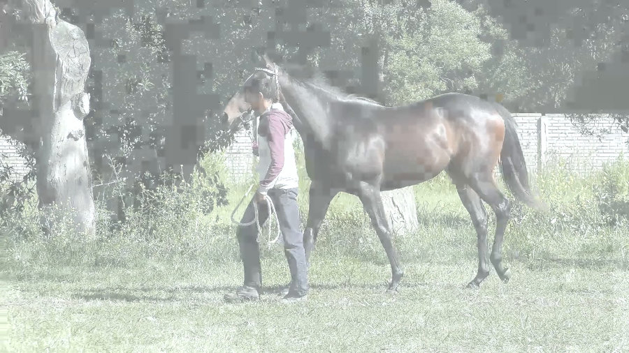 Lote SANDI SAM (SANDINO RULER -  GIRALDA SAM)