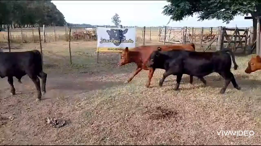 Lote 21 Terneros/as en Cañuelas, Buenos Aires