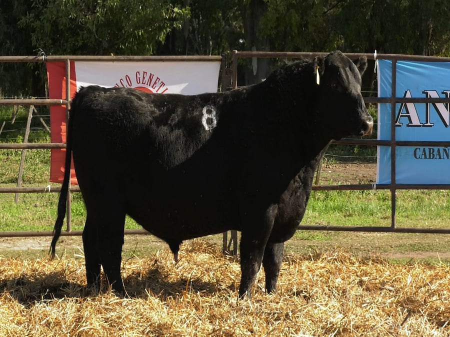Lote TOROS ANGUS NEGROS PC