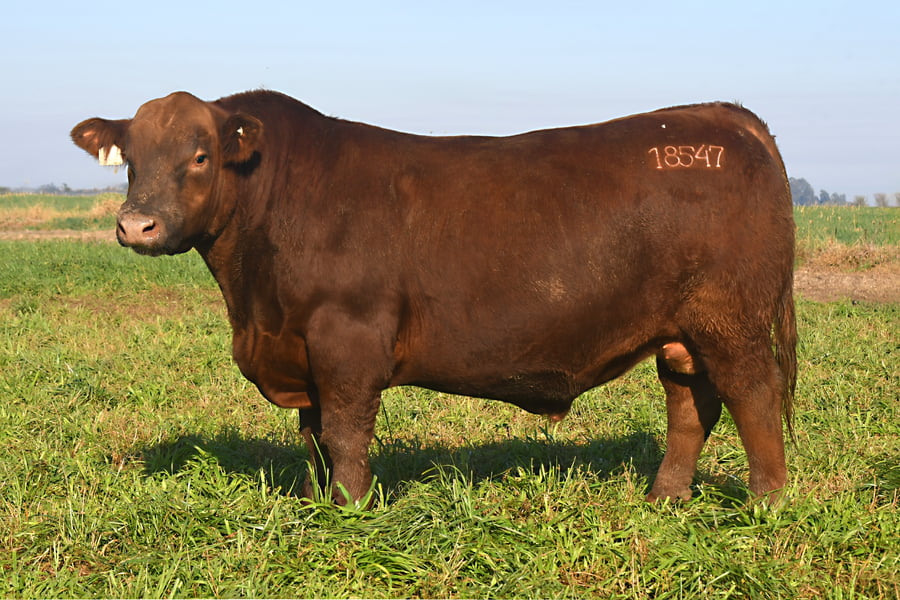 Lote RP 18547 - TOROS PP ELITE