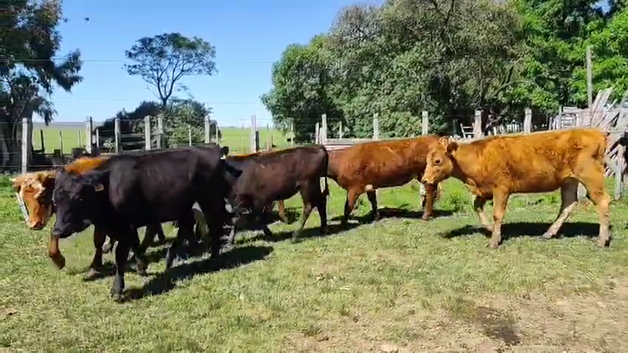 Lote 8 Vaquillonas  a remate en Pantalla Camy, San José