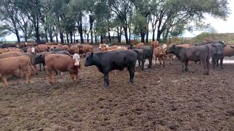 Lote 100 Terneros en Los Toldos, Buenos Aires