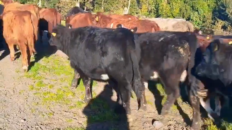 Lote 30 Vaquilla Engorda en Río Bueno, XIV Región Los Ríos