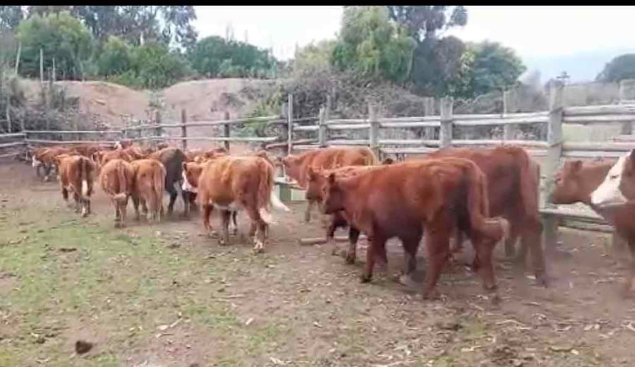 Lote 59 Ternera en Puchuncaví, V  Región Valparaíso