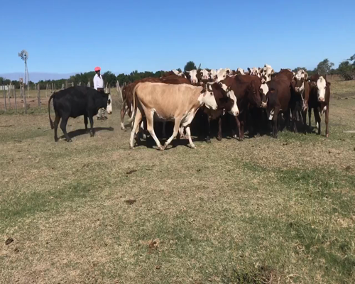 Lote 37 Vacas de invernar en Bella Vista, Corrientes