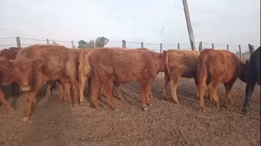 Lote 20 Terneros/as