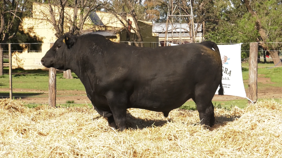 Lote TOROS PUROS CONTROLADOS