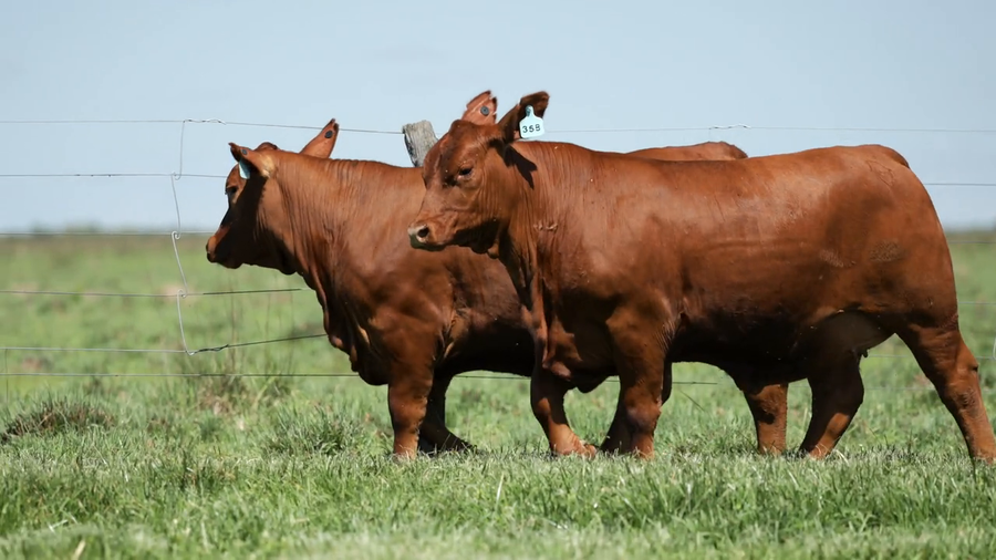 Lote Vaquilla Para Servicio