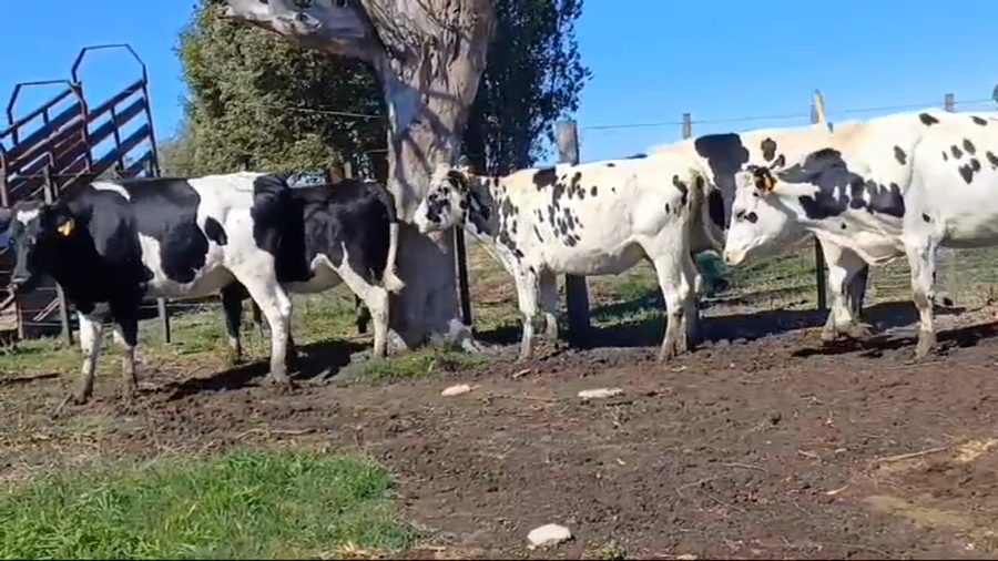 Lote 5 Vaquillonas preñadas HOLANDO a remate en #44 Pantalla Carmelo en PANTANOSO