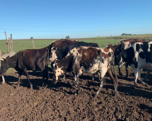 Lote Vacas