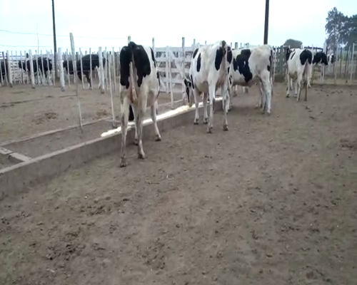 Lote VAQUILLONAS PREÑADAS