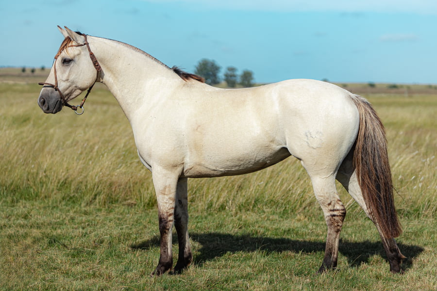 Lote Jineta Del Malo