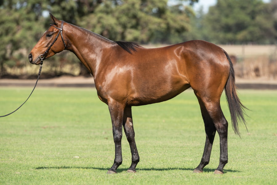 Lote TAITA POLEMICA - T/E (OPEN MESSI - TAITA GOSSIP GIRL)