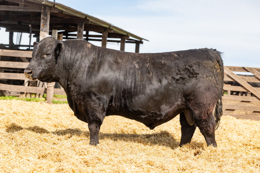 Lote Toro PC