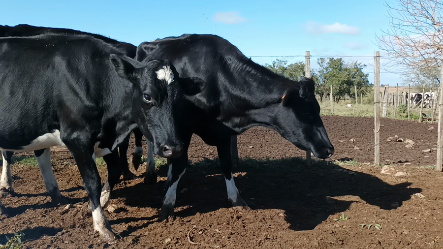 Lote 3 Vaquillonas preñadas en San José , San José