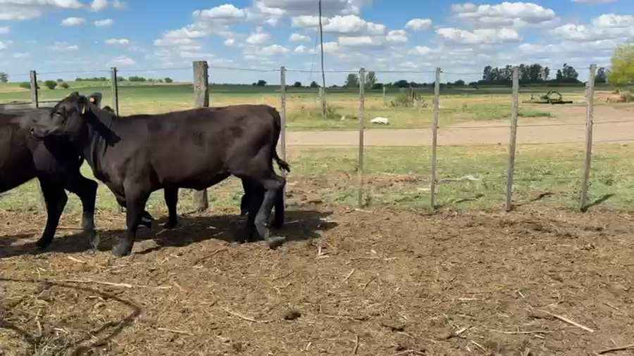Lote TERNERAS