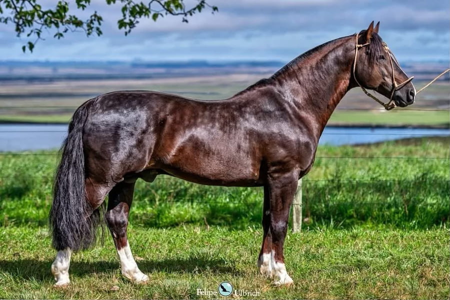 Lote SANTA ALICE POSTEIRO (Servicio)