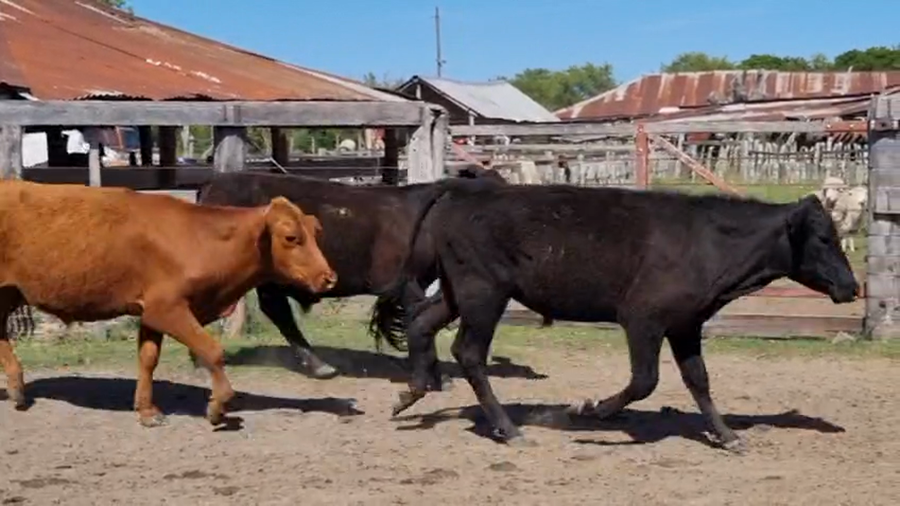 Lote 66 Novillitos en Corrientes, Curuzu Cuatia