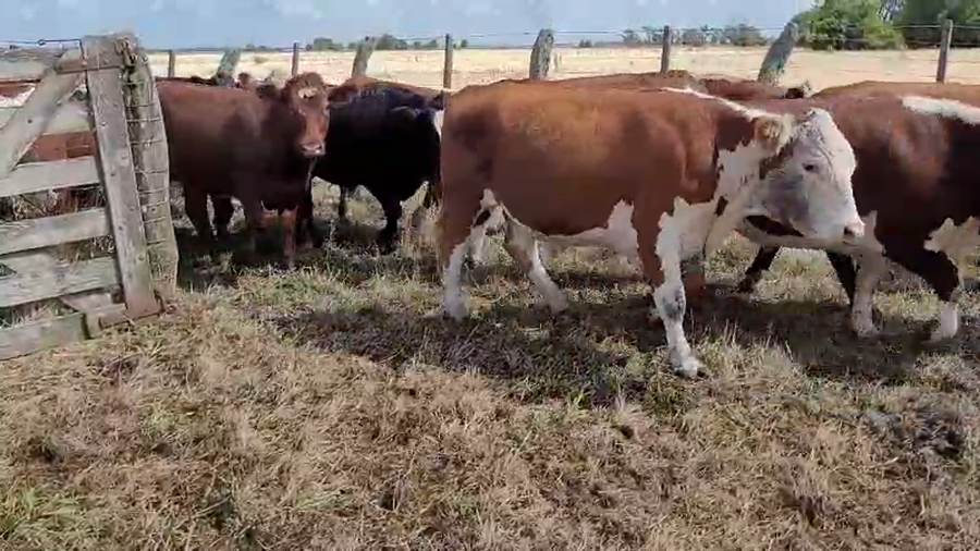 Lote 89 Novillos en Villa Elisa, Entre Ríos