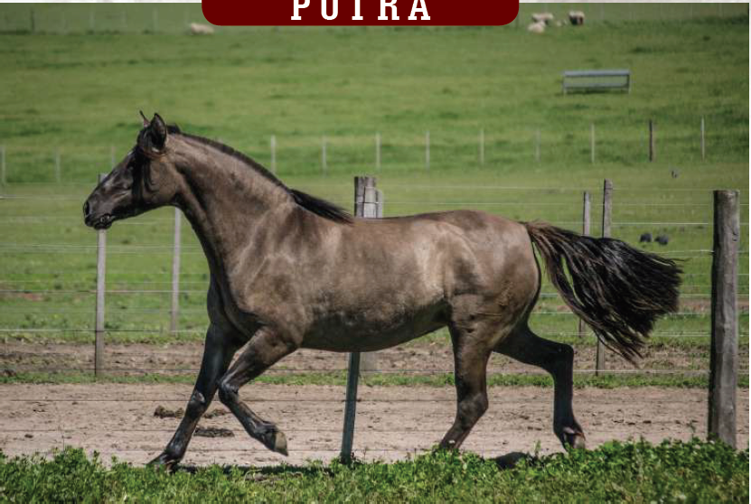 Lote YÚBELY FLOR DE CHIVA