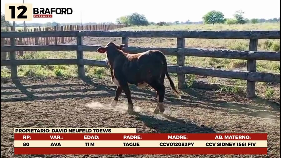 Lote LOTE 12 TERNERAS DE CORRAL