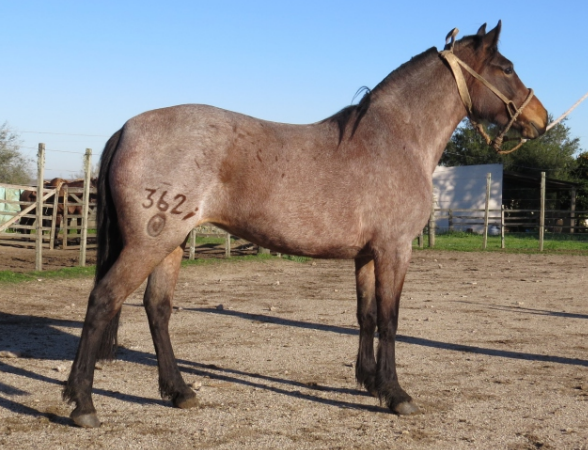 Lote CASTAÑA LA FLECHILLA