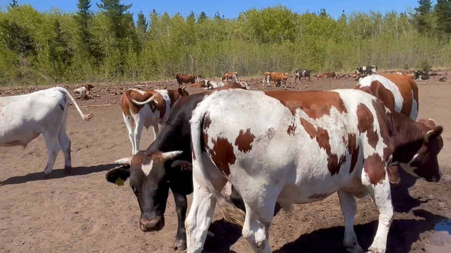 Lote 45 Novillo Gordo en Los Ángeles, VIII Región Biobío