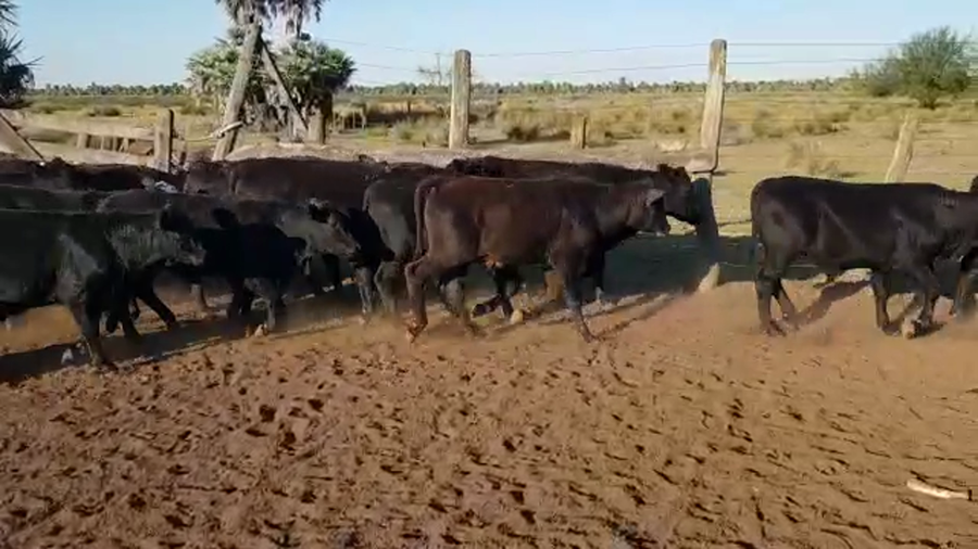 Lote 70 Terneros/as en Gato Colorado, Santa Fe